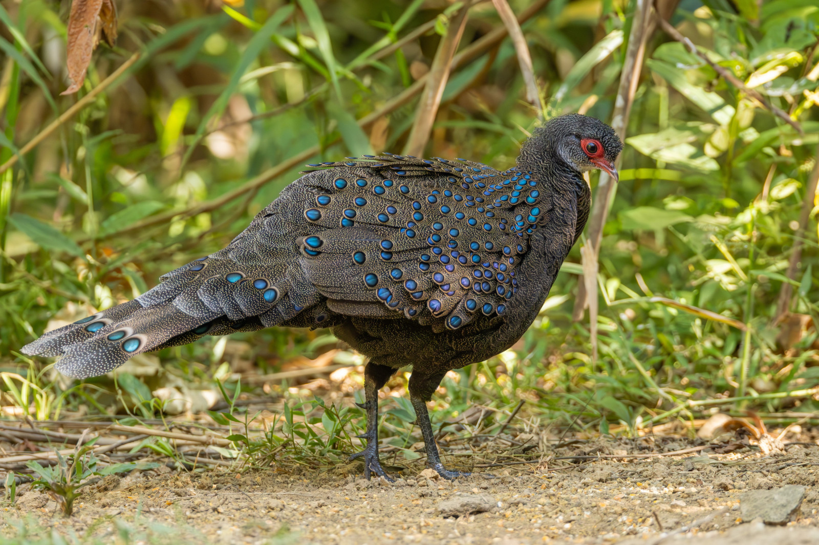 image Germain's Peacock-Pheasant